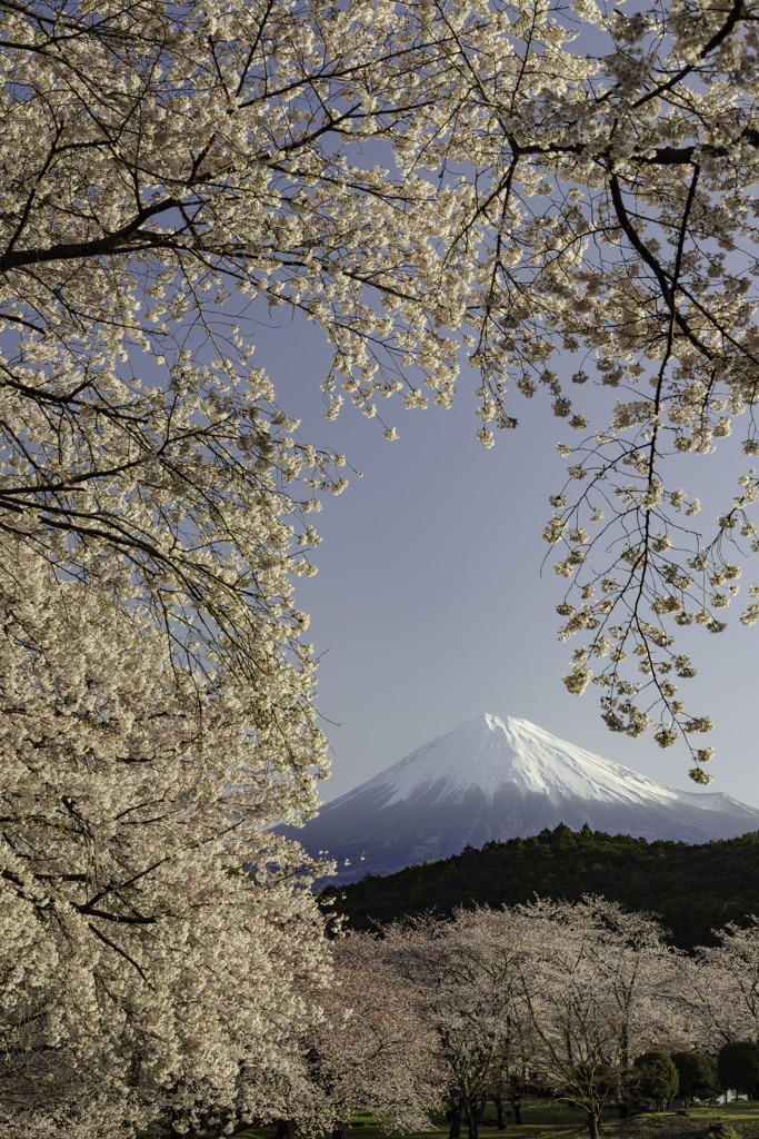 朝陽に染められて
