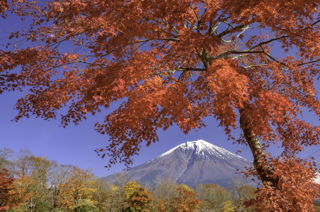 「照紅葉」赤く深く