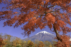 「照紅葉」赤く深く