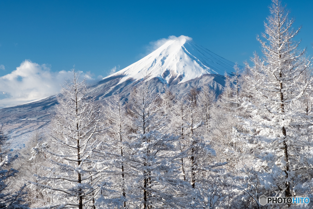 カラマツ白く