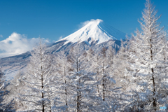 カラマツ白く
