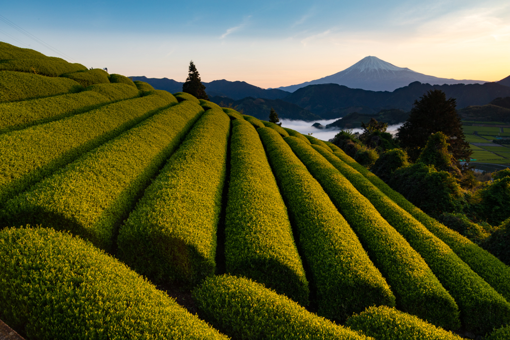 黄金に輝く茶葉