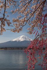 桜の誘惑