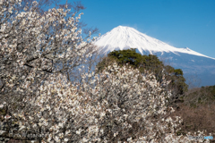 ぽかぽか陽気に目覚めて