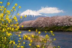 穏やかな春の日に