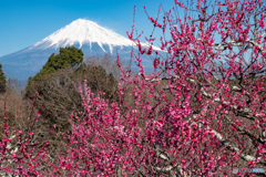 初春の香りほのかに