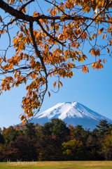秋の桜木、来春に向けて