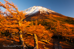 黄金色の夕景