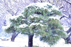 松の雪化粧