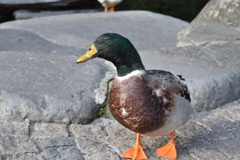 決まってるカモ？