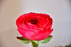 花束を君に