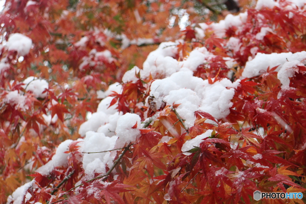初雪