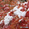初雪