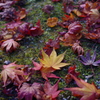 紅葉②
