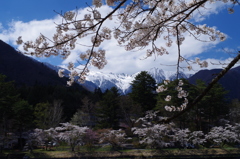 桜と残雪の木曽駒ヶ岳