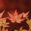 紅葉①