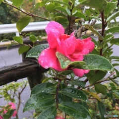 椿