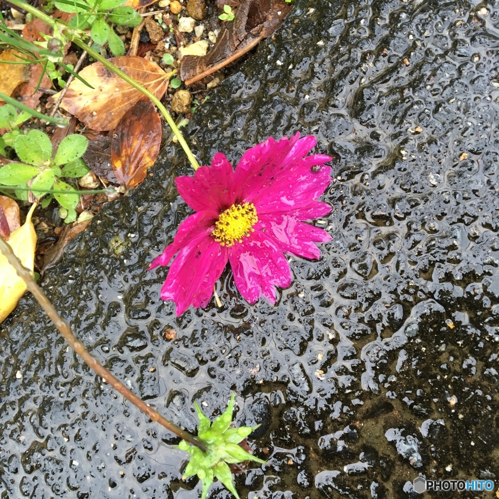 雨は