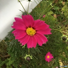 いざ