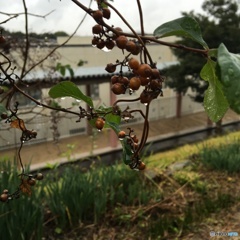 雨の