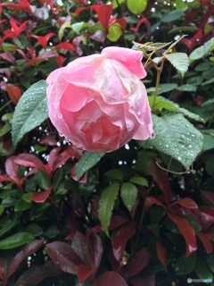 定点
