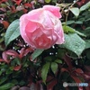 定点