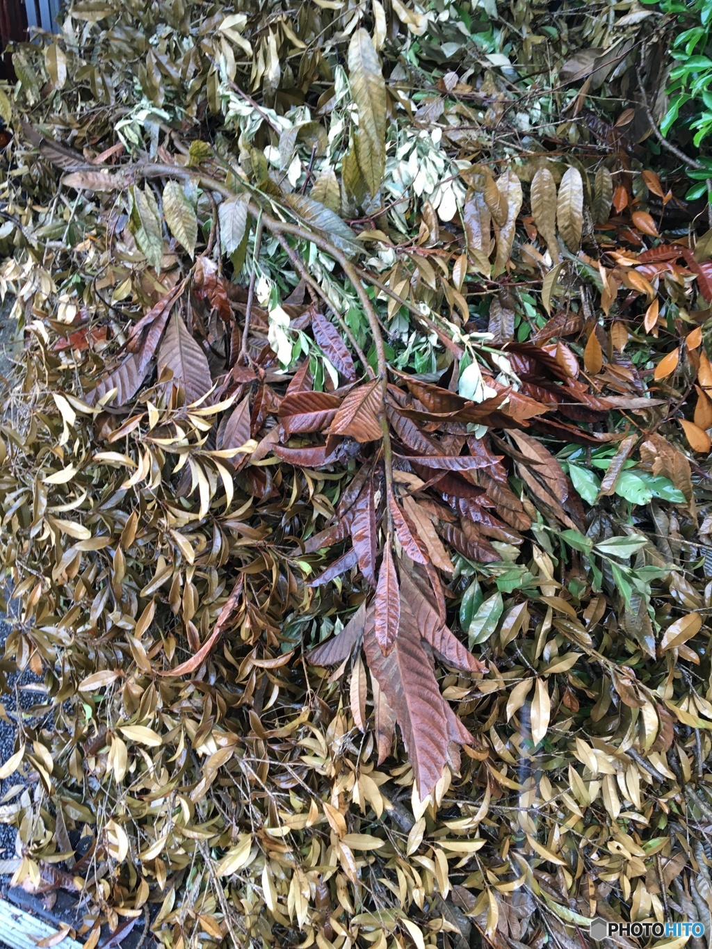 葉っぱ