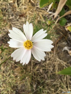 お気に入りの、白