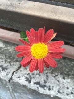 私の太陽