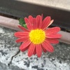 私の太陽