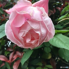 あとは醜く