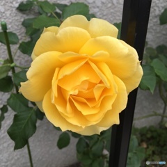 きいろ