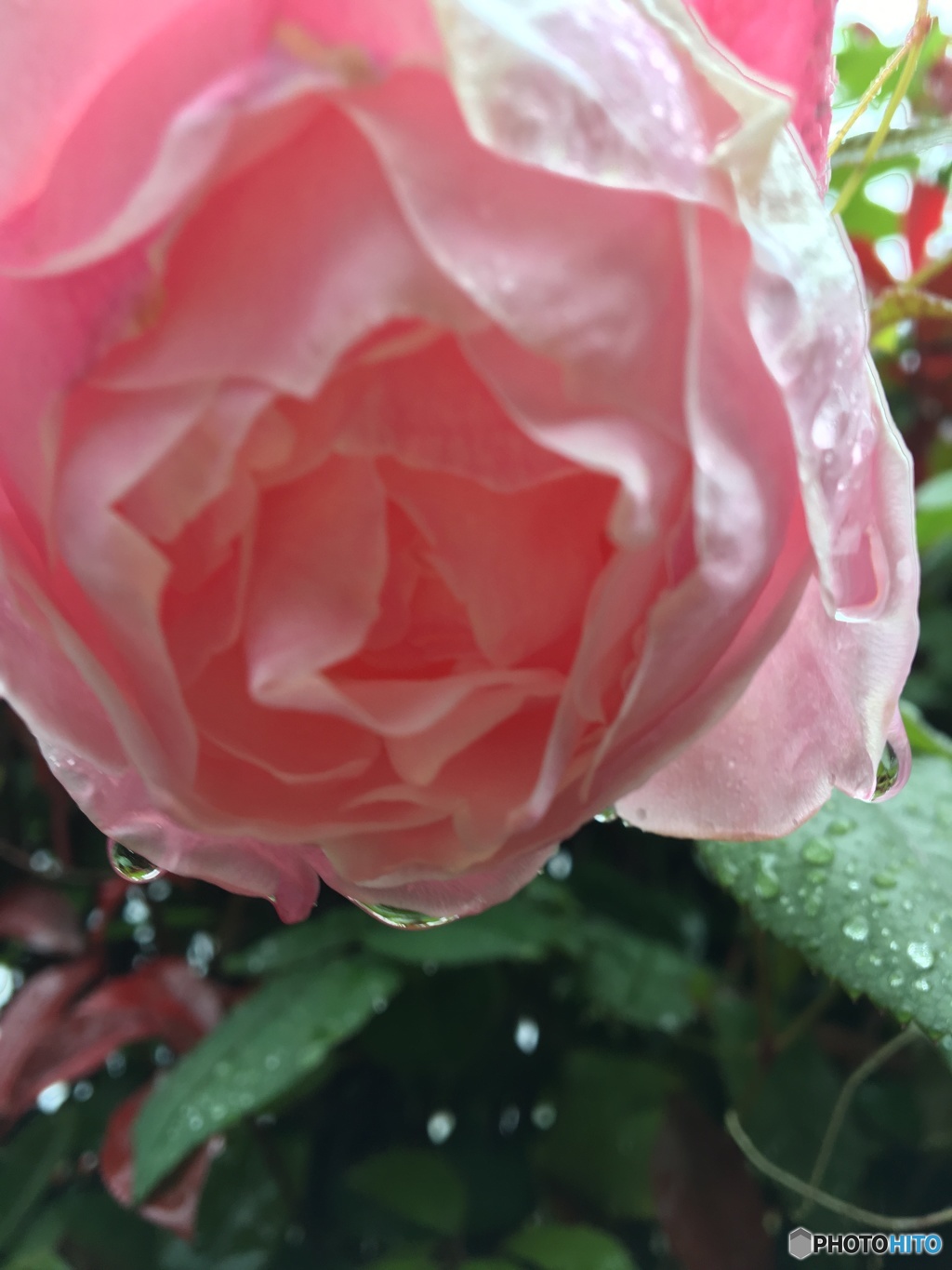 雨と君
