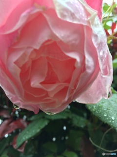 雨と君