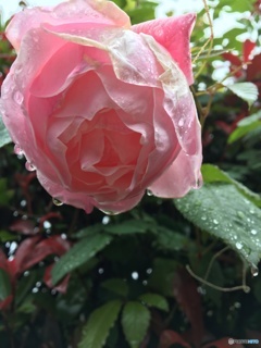 ピンクの薔薇