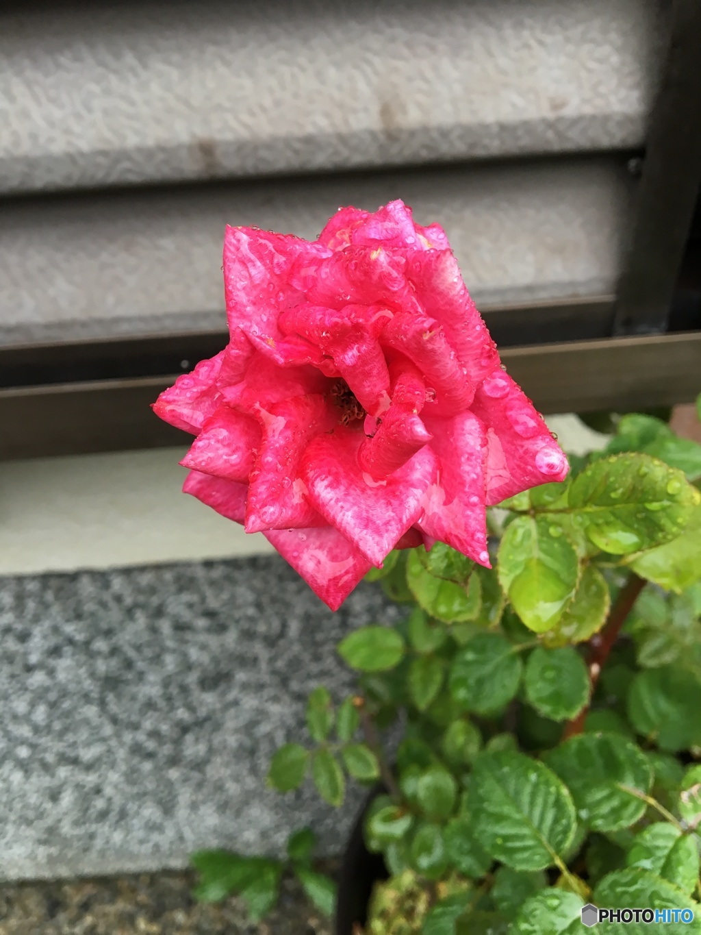 甘水
