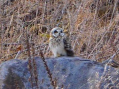 野辺山高原のコミミズク