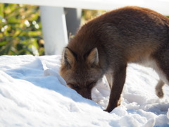 キツネ