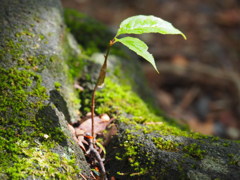 岩から生える木の芽