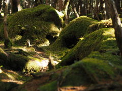 もののけの森(白駒池)