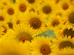 新村のヒマワリ畑 その4