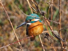 巴川のカワセミ(1)