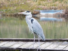 サギ(白馬八方ニレ池)