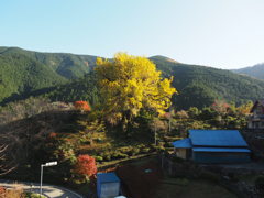 黒俣の大銀杏