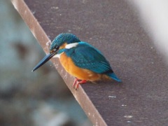 巴川のカワセミ(3)