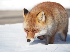 キツネ