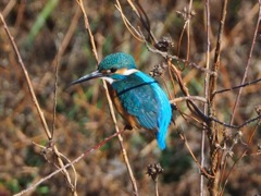 巴川のカワセミ(2)