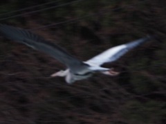 サギ(白馬八方ニレ池)