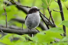 エナガ幼鳥