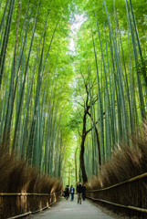 竹林